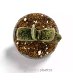 Gasteria Baylissiana — vista dettaglio