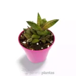 Gasteria Excelsa — altra vista