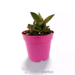 Gasteria Excelsa — vista dall'alto