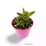Gasteria Excelsa — vista laterale