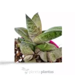 Gasteria Excelsa — vista dettaglio