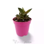 Gasteria Excelsa — foto principale