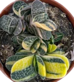 Gasteria Minima — foto principale