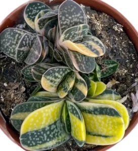Gasteria Minima — foto principale