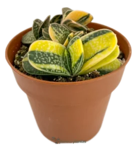 Gasteria Minima