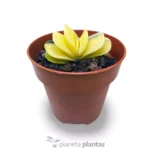 Gasteria Gracilis f variegata