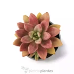 Graptoveria Rosa Donna