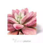 Graptoveria Rosa Donna — vista dettaglio