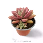 Graptoveria Rosa Donna — foto principale