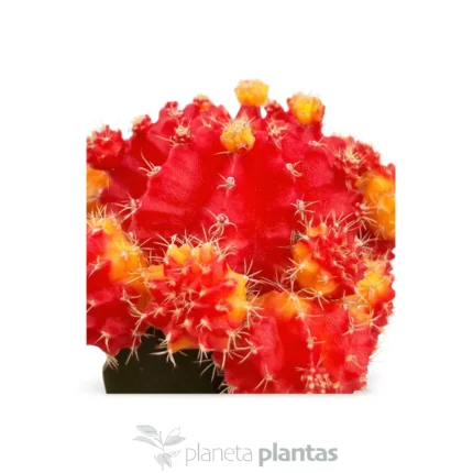 Gymnocalycium mihanovichii rosso-giallo — foto principale