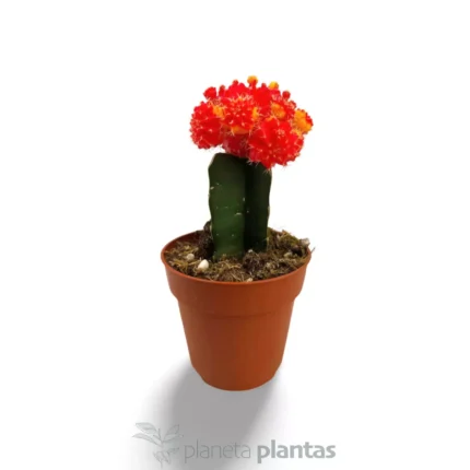 Gymnocalycium mihanovichii rosso-giallo — vista dettaglio