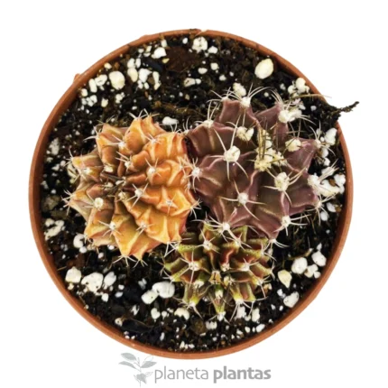 Gymnocalycium Mihanovichii Variegata — foto principale