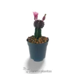 Gymnocalycium Mihanovichii Var — vista laterale