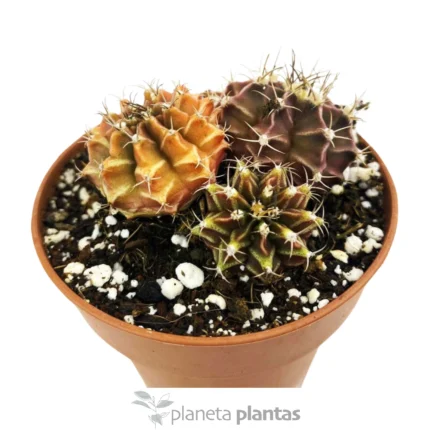 Gymnocalycium Mihanovichii Variegata