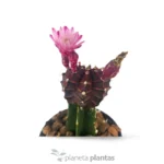 Gymnocalycium Mihanovichii Var — vista dettaglio