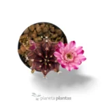 Gymnocalycium Mihanovichii Var — foto principale