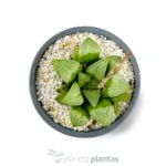 Haworthia byakuya — foto principale