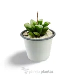 Haworthia byakuya — vista dettaglio