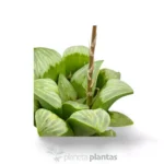 Haworthia byakuya — vista laterale