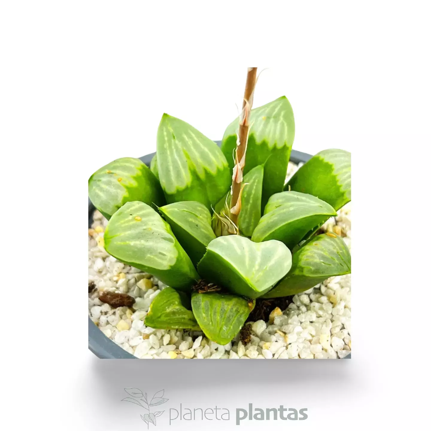 Haworthia byakuya Haworthia byakuya