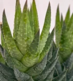 Haworthia Coarctata — foto principale