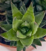 Haworthia Coarctata — vista dettaglio