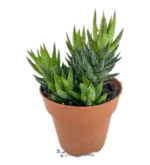 Haworthia Coarctata