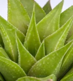 Pelle di coccodrillo - (Haworthia Limifolia) — foto principale
