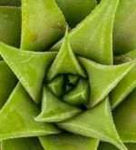 Pelle di coccodrillo - (Haworthia Limifolia) — vista dettaglio