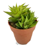 Pelle di coccodrillo - (Haworthia Limifolia)