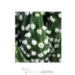 Haworthia margaritifera — vista dettaglio