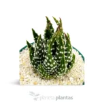 Haworthia margaritifera — vista dall'alto