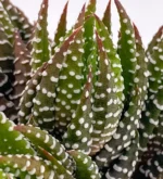 Haworthia Reinwardtii — foto principale