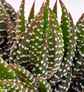 Haworthia Reinwardtii — foto principale