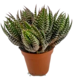 Haworthia Reinwardtii