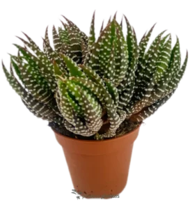 Haworthia Reinwardtii