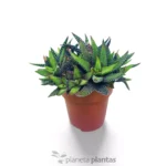 Gocce di perle Haworthia CV