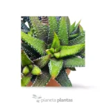 Gocce di perle Haworthia CV — foto principale