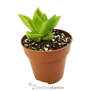 Haworthia Cymbiformis — foto principale