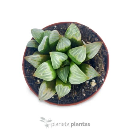 Haworthia Refusa — foto principale