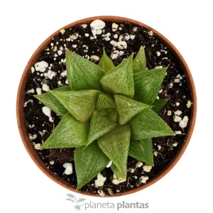 Haworthia Retusa Variegata