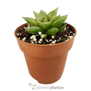 Haworthia Retusa Variegata — foto principale