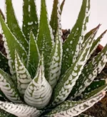 Pianta Zebra - (Haworthiopsis Fasciata) — foto principale
