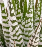 Pianta Zebra - (Haworthiopsis Fasciata) — vista laterale