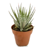 Pianta Zebra - (Haworthiopsis Fasciata)