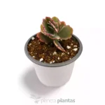 Kalanchoe Fedtschenskoi Variegata Farfalla Rosa — vista laterale