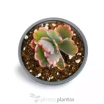 Kalanchoe Fedtschenskoi Variegata Farfalla Rosa