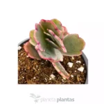 Kalanchoe Fedtschenskoi Variegata Farfalla Rosa — vista dettaglio