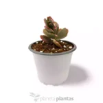 Kalanchoe Fedtschenskoi Variegata Farfalla Rosa — foto principale
