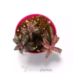 Kalanchoe farfalla rosa — vista dettaglio
